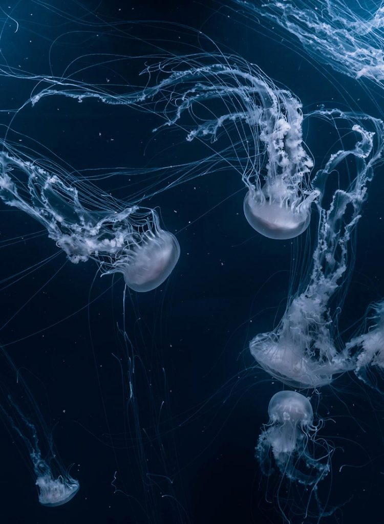 Jellyfish